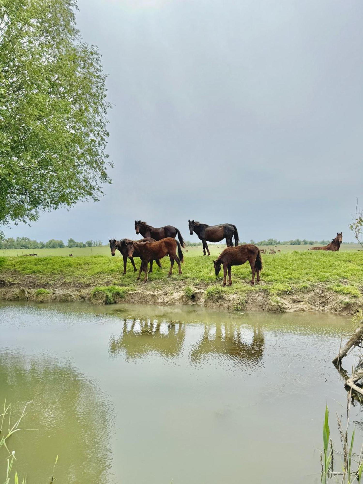 Danube Delta View Hotel Dunavatu de Jos Ngoại thất bức ảnh