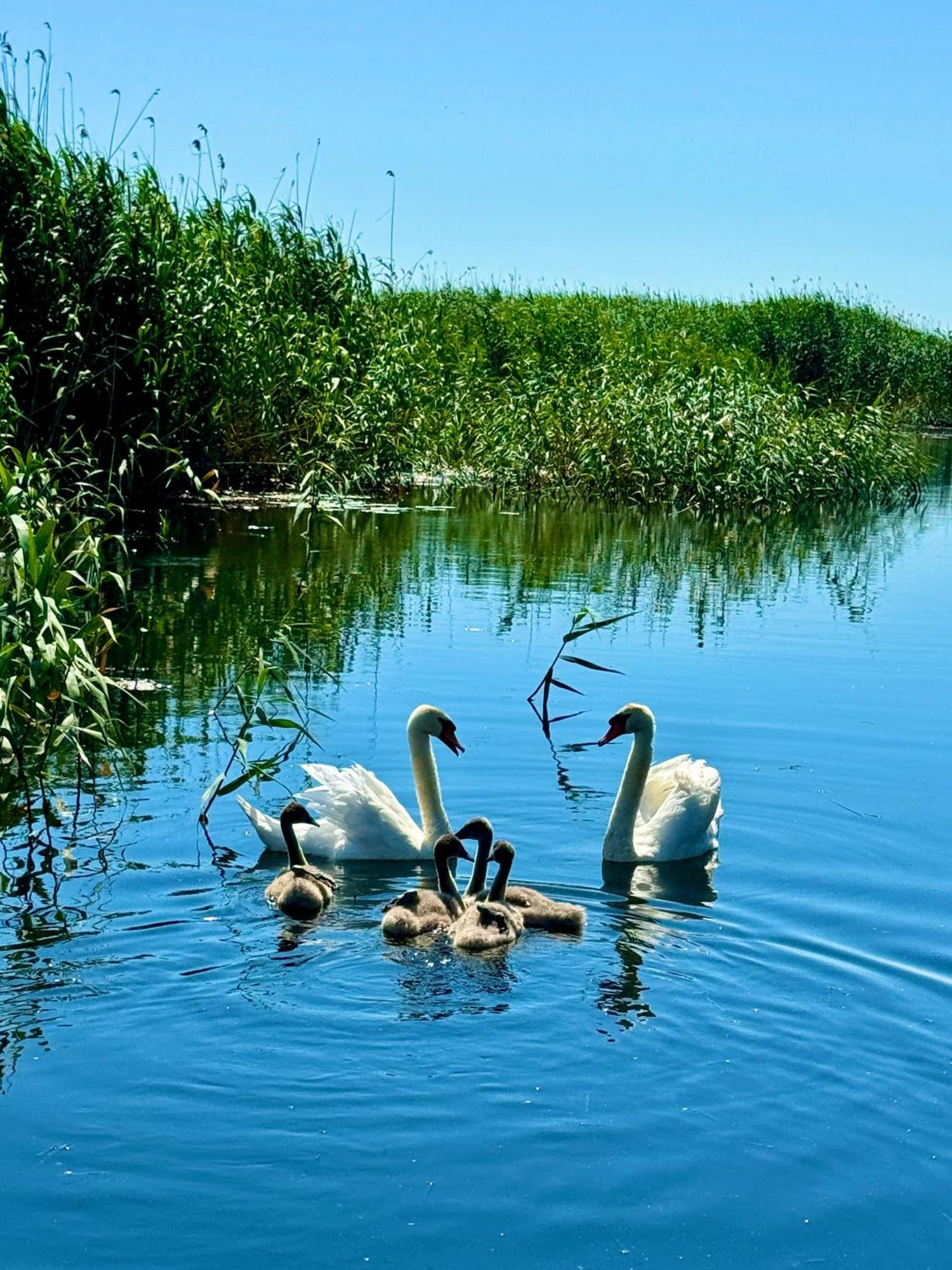 Danube Delta View Hotel Dunavatu de Jos Ngoại thất bức ảnh